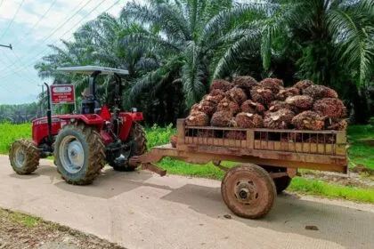 Ekspor Komoditas Perkebunan: Pilar Penopang Perekonomian Daerah