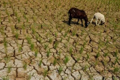Petani Berjaga-jaga dari Teriknya Kemarau Bulan Mei 2024