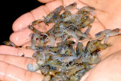 Benih Lobster Melayang: Triliunan Rupiah Harta Bangsa Dicuri Oleh Penyelundup