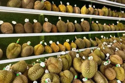 Luasnya Peluang Ekspor Durian Indonesia: Menangkap Gelombang Permintaan Global