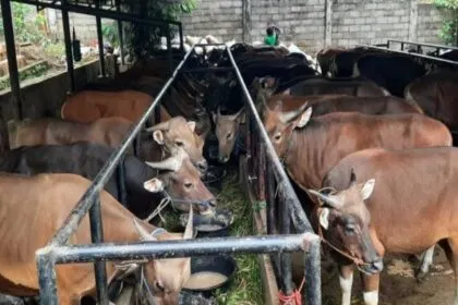 Penjualan Hewan Kurban Terancam Anjlok, Stok Susut hingga Sepi Peminat: Sebuah Realitas yang Menyakitkan
