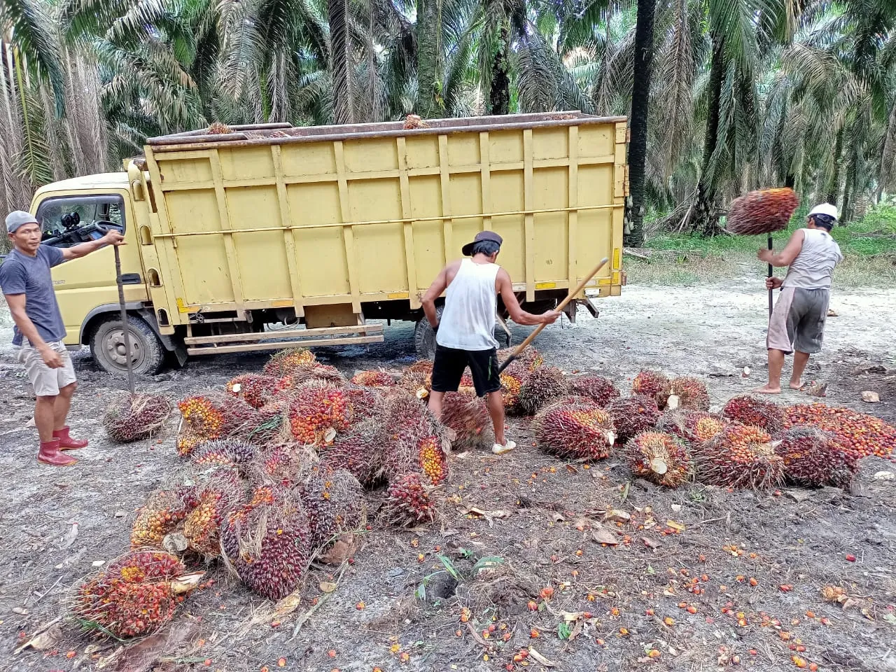 Penjarahan Kebun Sawit Menurun Drastis! Patroli dan Sosialisasi Buktikan Keefektifannya (Ilustrasi)