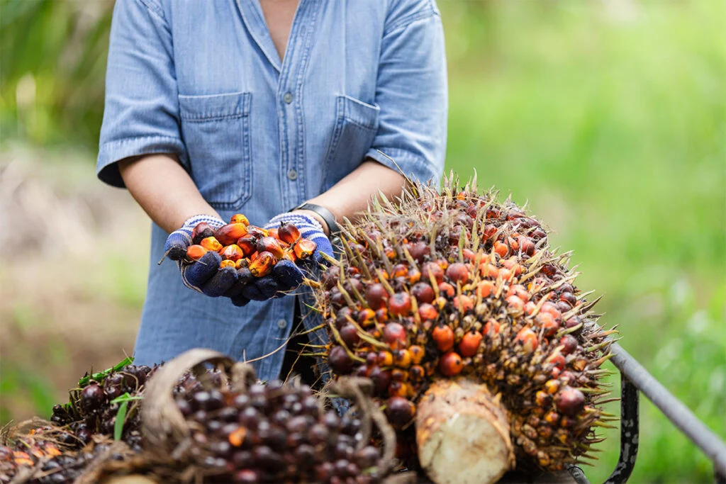 Pemerintah Lunasi Utang Rafaksi Minyak Goreng Rp474 Miliar, Peritel Lega