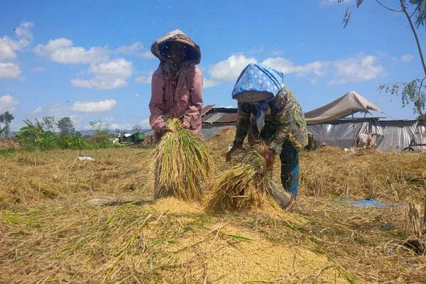 Menangkal Ancaman Perubahan Iklim: Strategi Jitu Pertanian Padi-Jagung Menuju Ketahanan Pangan Nasional
