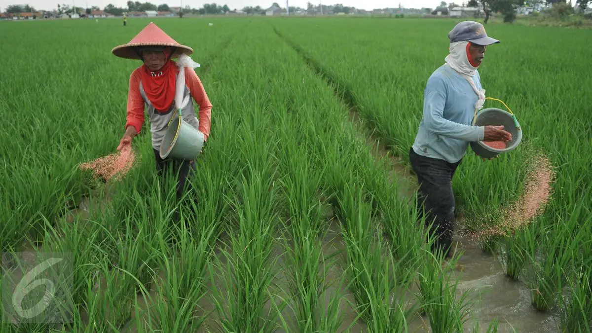 Pupuk Indonesia Keluhkan Rumitnya Penyaluran Pupuk Subsidi: Beban Petani dan Perusahaan Menggelembung (Ilustrasi)