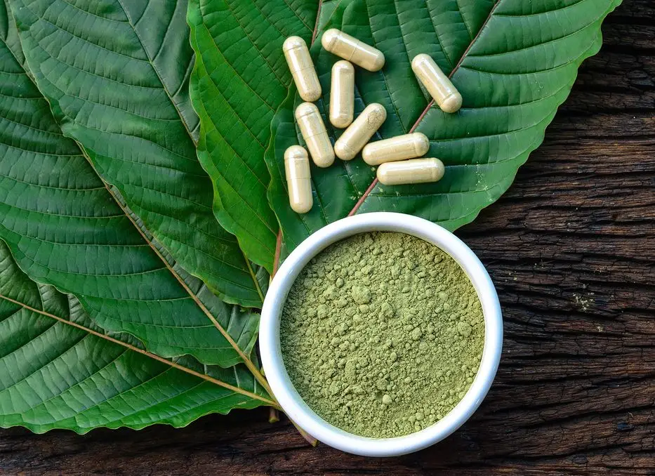 Polemik Kratom: Antara Manfaat dan Bahaya, Manakah yang Lebih Menang? (Ilustrasi)