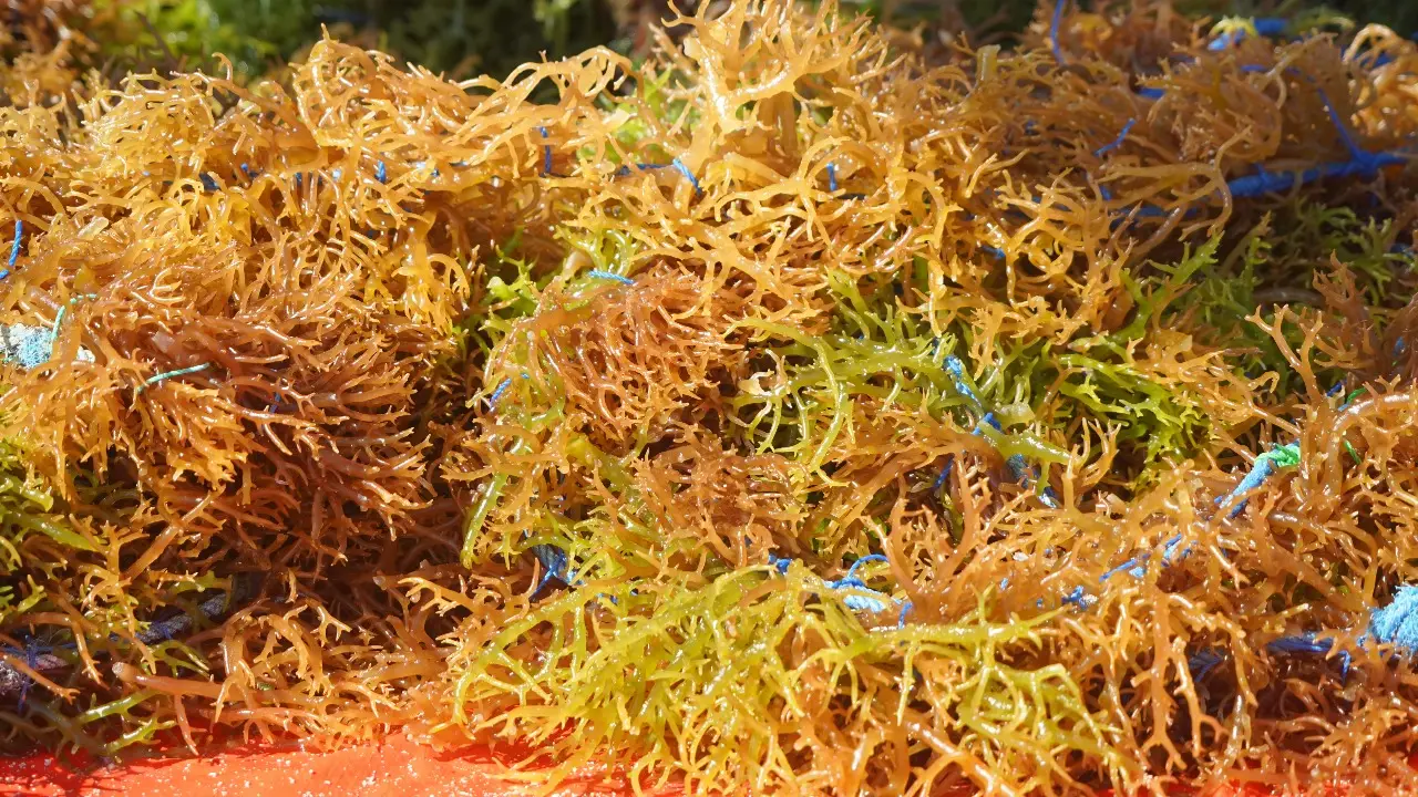 Rumput Laut, Komoditi Menggiurkan di Perairan Indonesia (Ilustrasi)