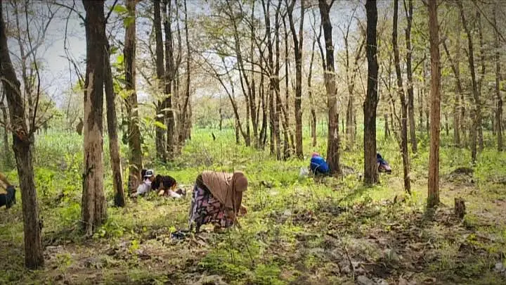 Asyiknya Berburu Entung Kawasan Hutan Jati di Bojonegoro (Ilustrasi)