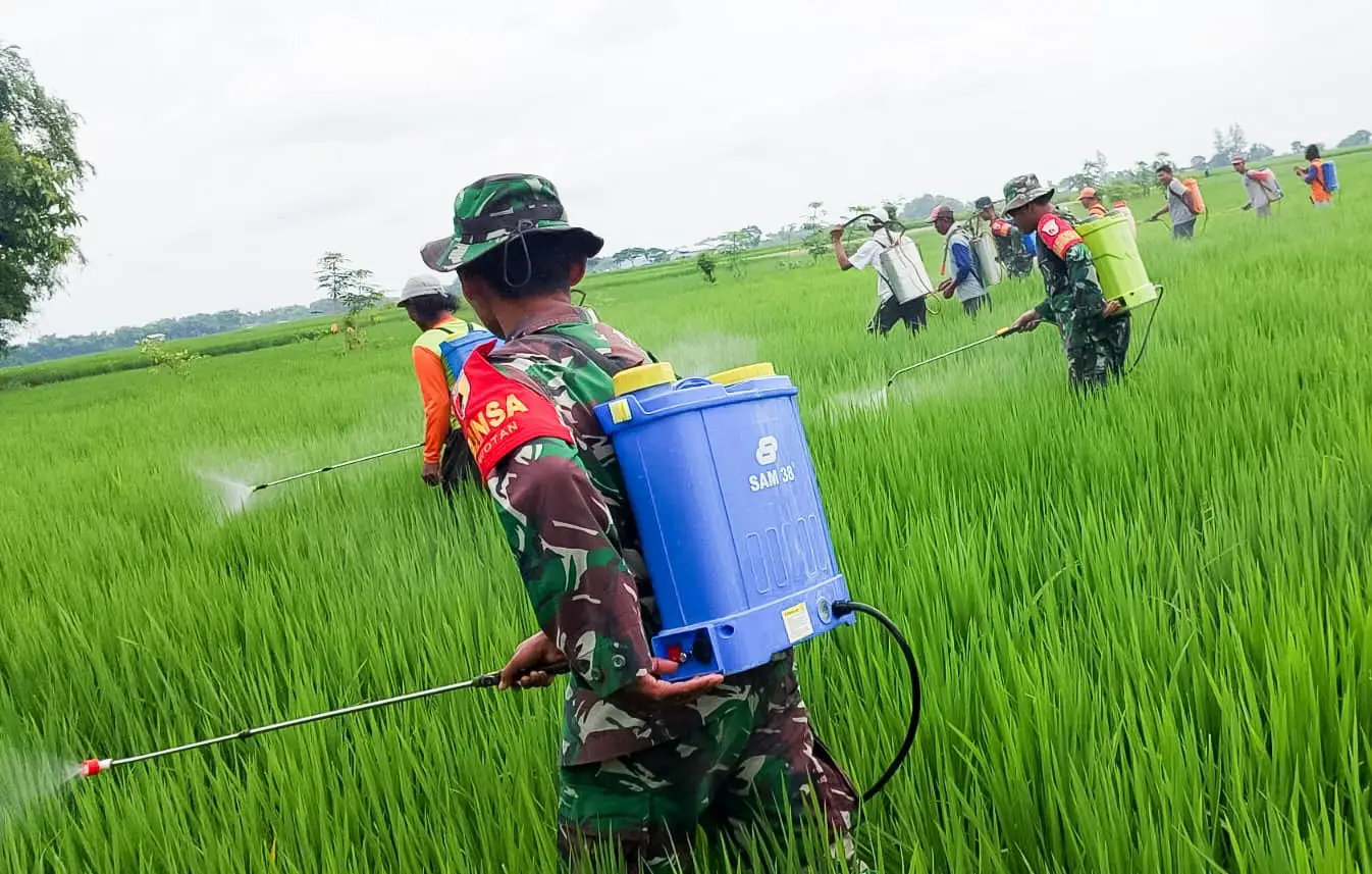 Babinsa di tengah sawah sedang menyemprot pestisida.
