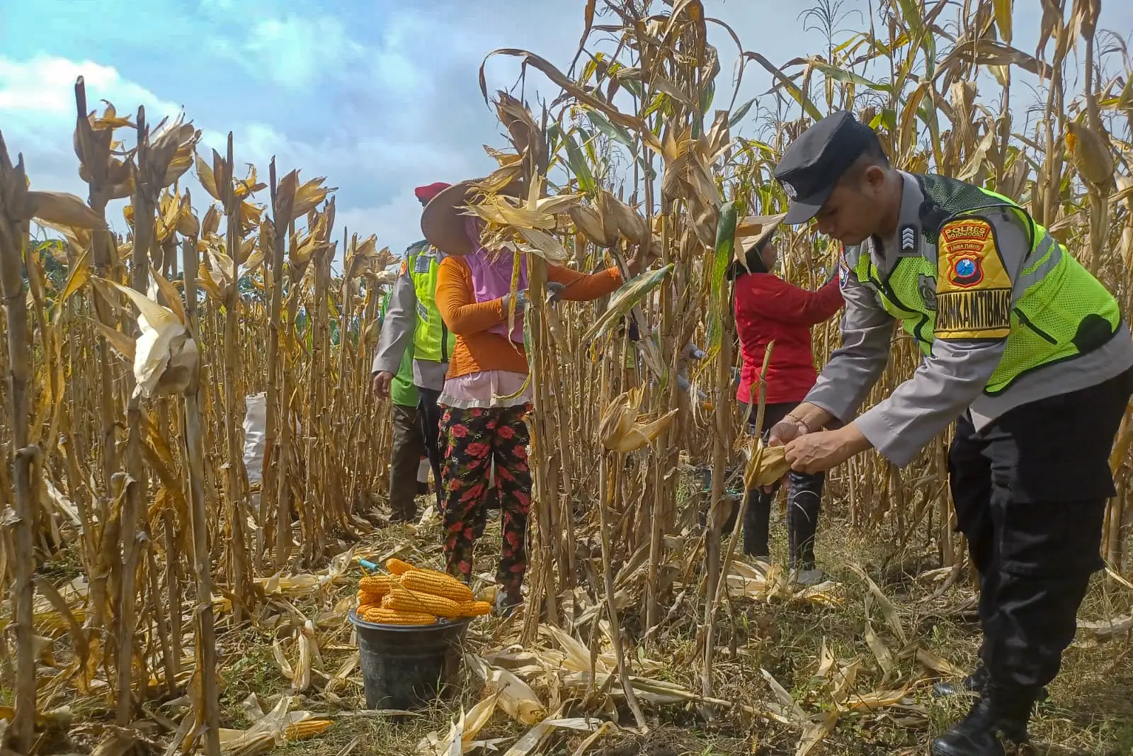 Polres membantu petani jagung memanen jagung di ladang jagung