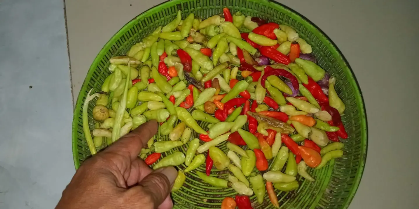 Sebaskom cabe rawit